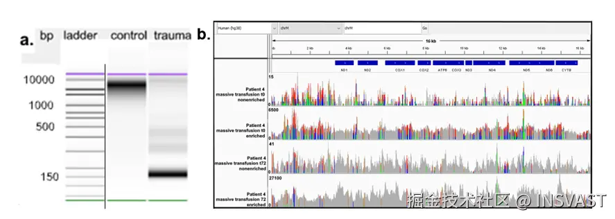 图2 正常人类受试者与创伤患者的差异比较 a) 通过生物分析仪测定正常人和创伤患者血浆中游离DNA片段大小。正常受试者血浆含有较长片段，而创伤患者血浆含有明显较小的DNA片段。 b) 展示富集前后血浆DNA片段与线粒体基因组的比对情况，注意到多个异质性变异。