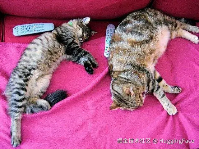  一张猫的图片 