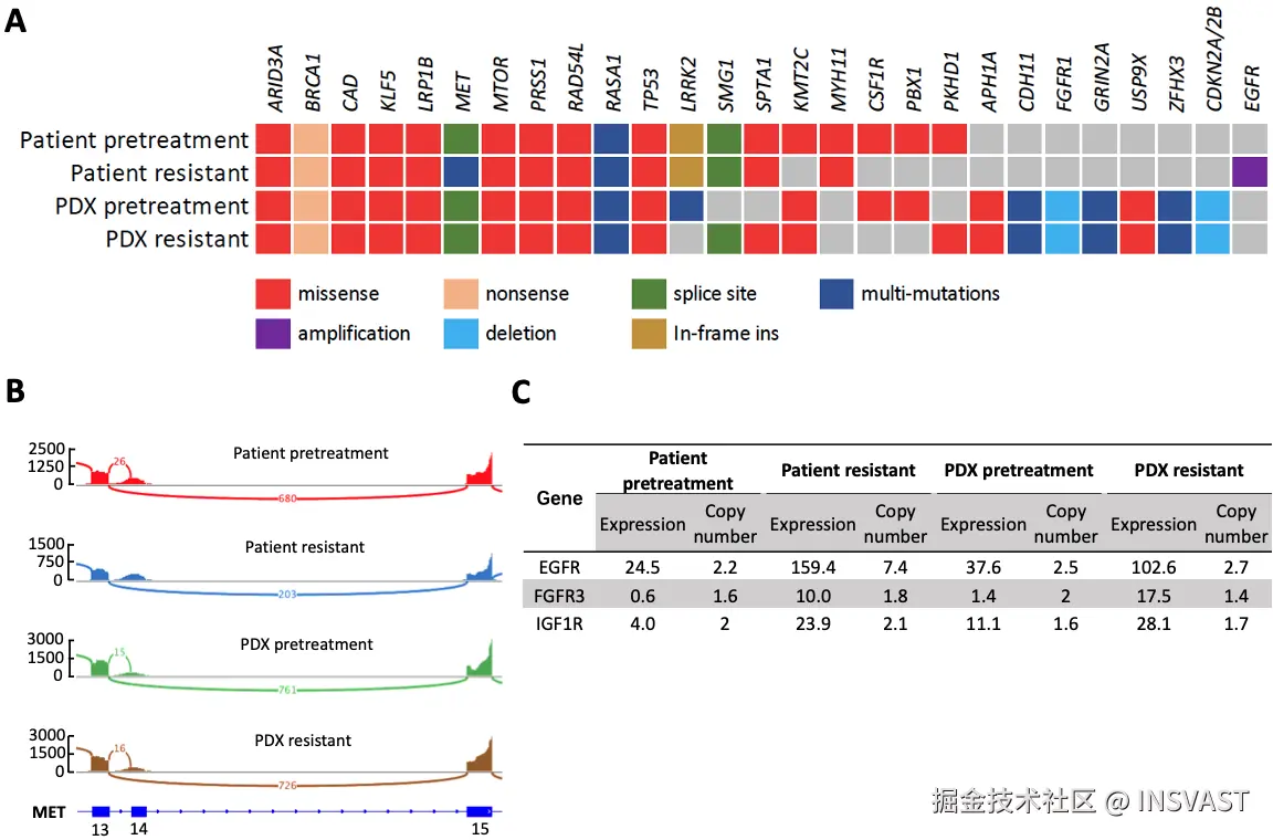 图5  患者肿瘤和相应PDX模型的基因和转录组特征分析 (A) 患者和PDX模型肿瘤标本中基因组改变的共突变图。显示了已知的癌基因和其他最常见的改变基因。 (B) 患者和PDX肿瘤标本中MET外显子14跳跃事件的Sashimi图。Y轴表示读取密度，弧线上的数字代表结合位点读数，底部是带有外显子编号的MET转录本示意图。该图改编自IGV [38]。 (C) 患者和PDX模型肿瘤标本中RTK相关基因的表达水平和拷贝数。数值以TPM表示。