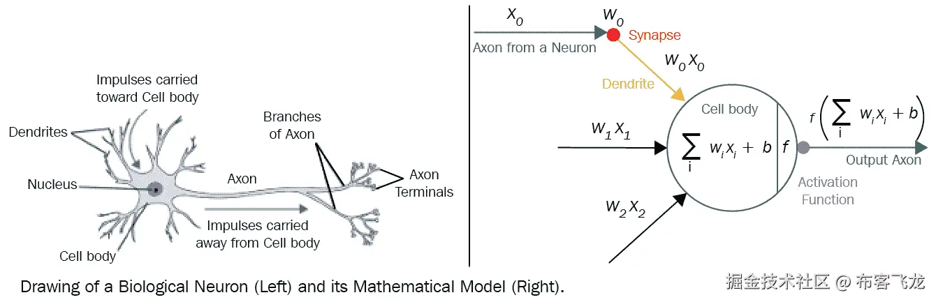 图 3.1 – 生物神经元与 ANN 神经元数学模型的比较