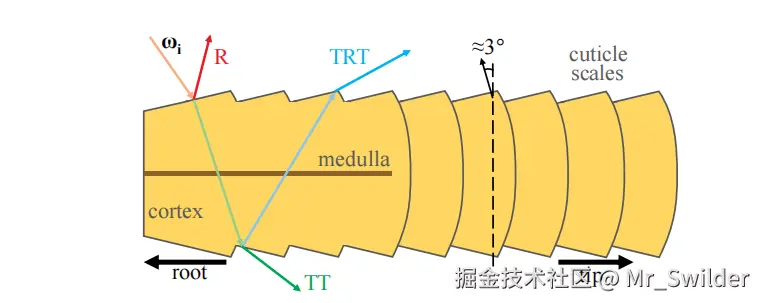 图14.47：一根毛发的纵向剖面，展示了组成它的不同材质，以及沿方向 \omega_{i} 的入射光线所产生的光照分量。