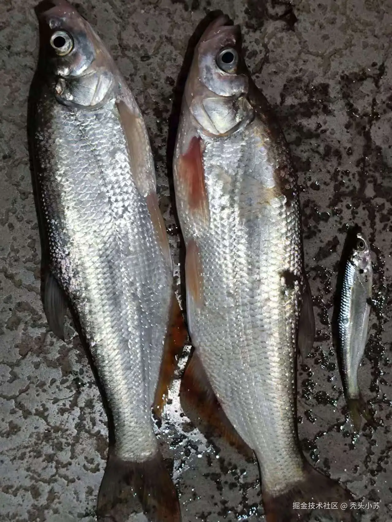 image-20250121193137615