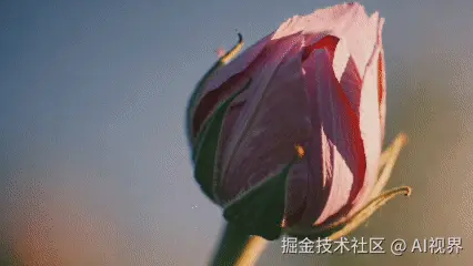 花朵开放的画面