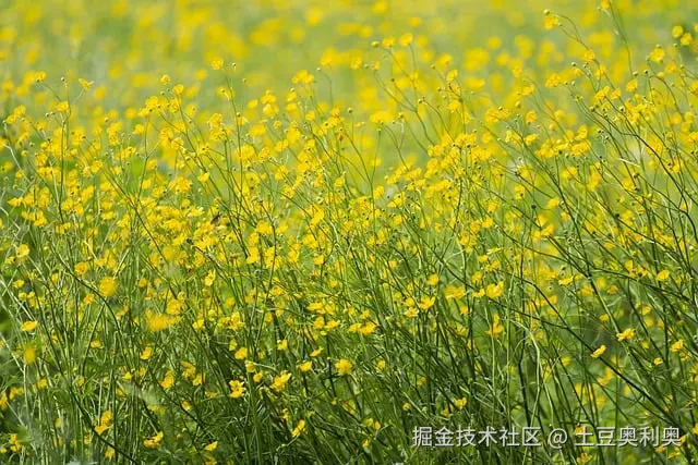meadow-8071932_640.jpg