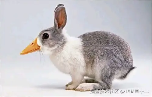 animal.jpeg