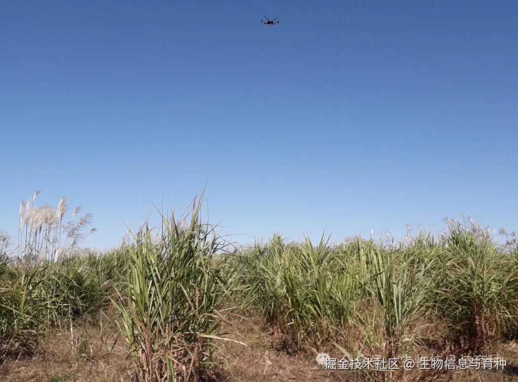 北卡罗来纳州立大学研究员 Chris Reberg-Horton 致力于处理大规模植物成像数据集，这些数据集旨在训练 AI 系统，使其能够识别不同环境下的物种、生长阶段及关键性状。图片来源：北卡罗来纳州立大学