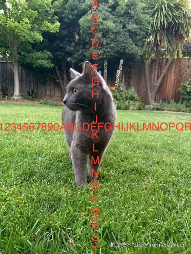 cat.jpeg