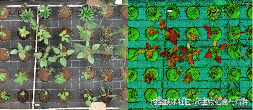 AI 生成的植物可视化图表突出了不同小区间的差异，帮助研究人员在大规模范围内检测抗逆性表现、生长模式以及植株健康状况等性状。图片来源：北卡罗来纳州立大学