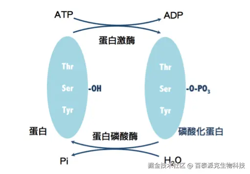 20221219-2703-蛋白质磷酸化修饰反应过程.png