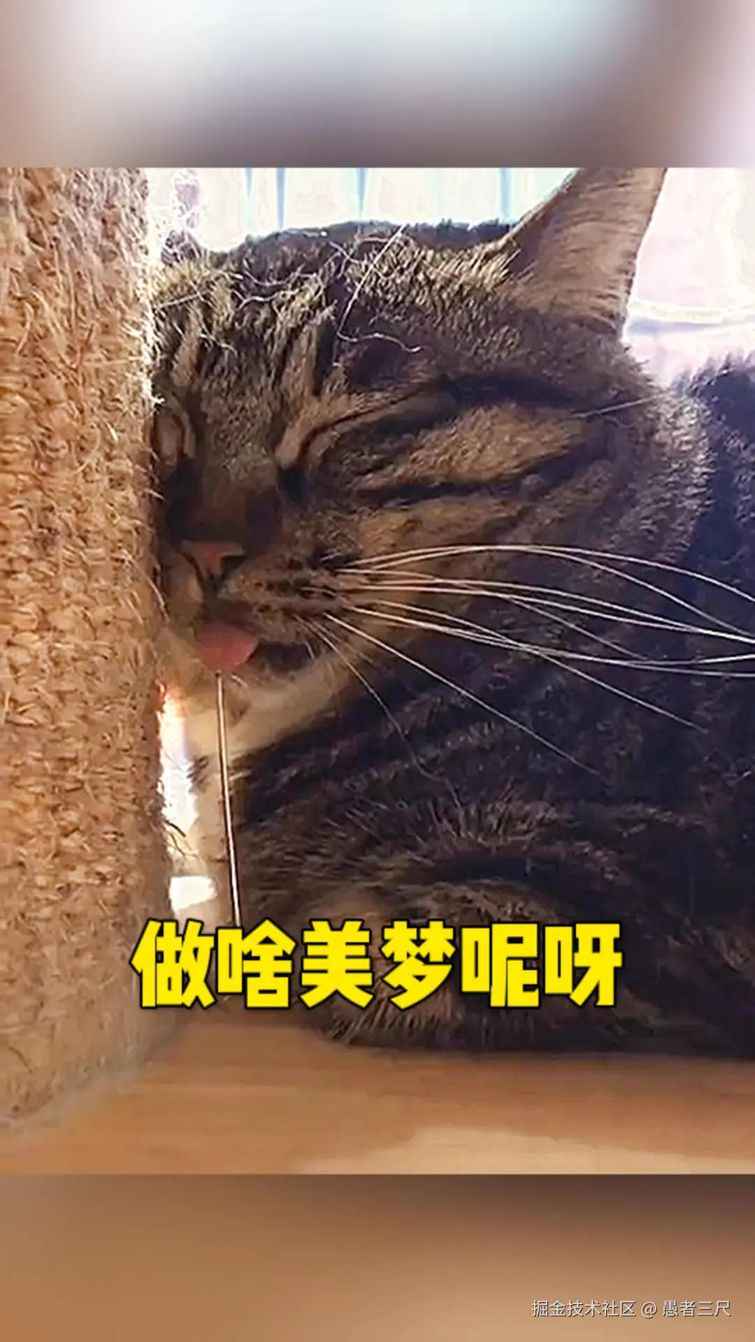 美梦.jpeg