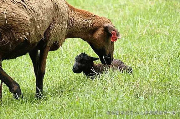 善鹿王为救母羊产子自己送死