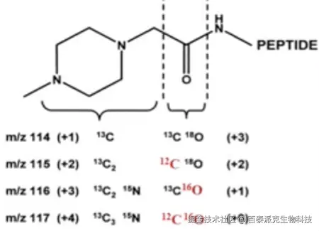 20221219-0277-iTRAQ标签的同位素标记.png