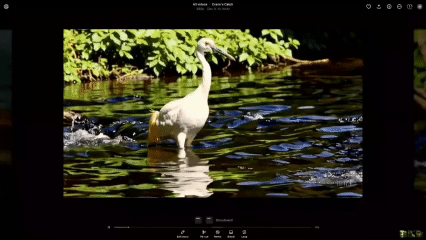 Sora生成的白鹤抓鱼视频