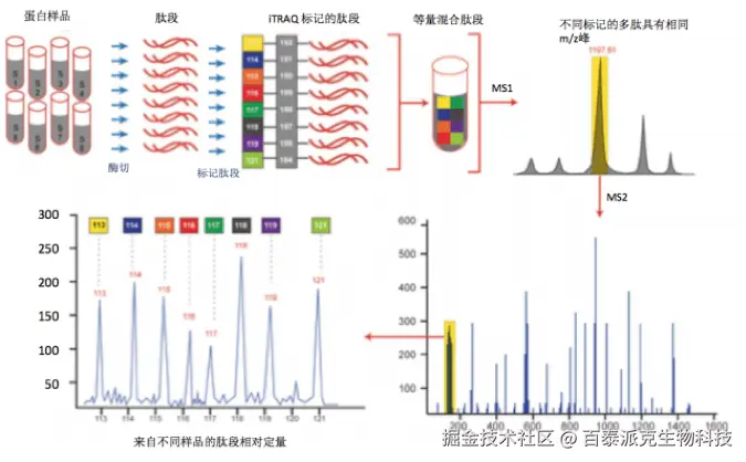 20221219-2870-iTRAQ定量分析流程.png