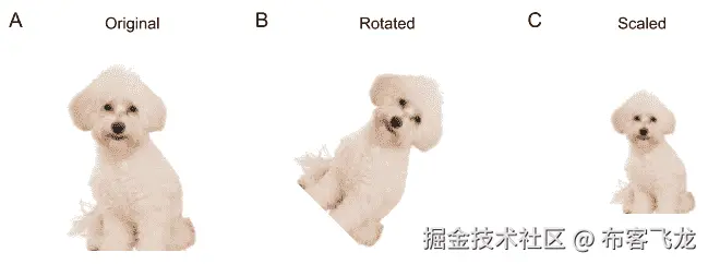 图 13.5 – 基于规则的图像数据增强示例 – (A) 原始图像，(B) 旋转图像，和(C) 缩放图像