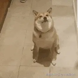 狗00039-邪魅一笑.gif
