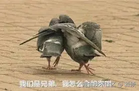 咕咕咕.jpg