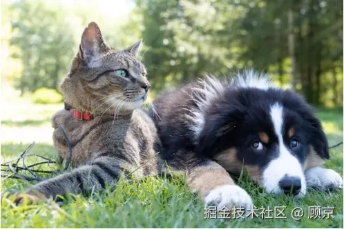 pic6 dog and cat.png