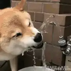 稳如老狗