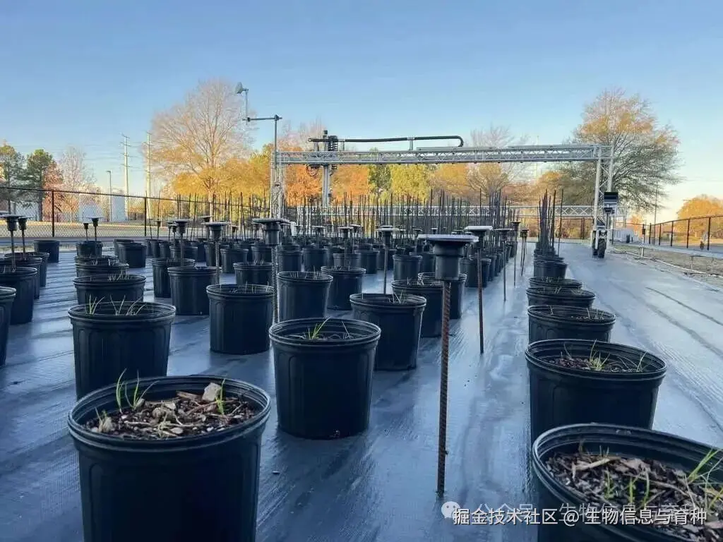 为高通量表型分析而设计的早期育种试验，使研究人员能够同时监测数百个受控小区内的植物发育情况。图片来源：北卡罗来纳州立大学