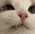 recording.gif