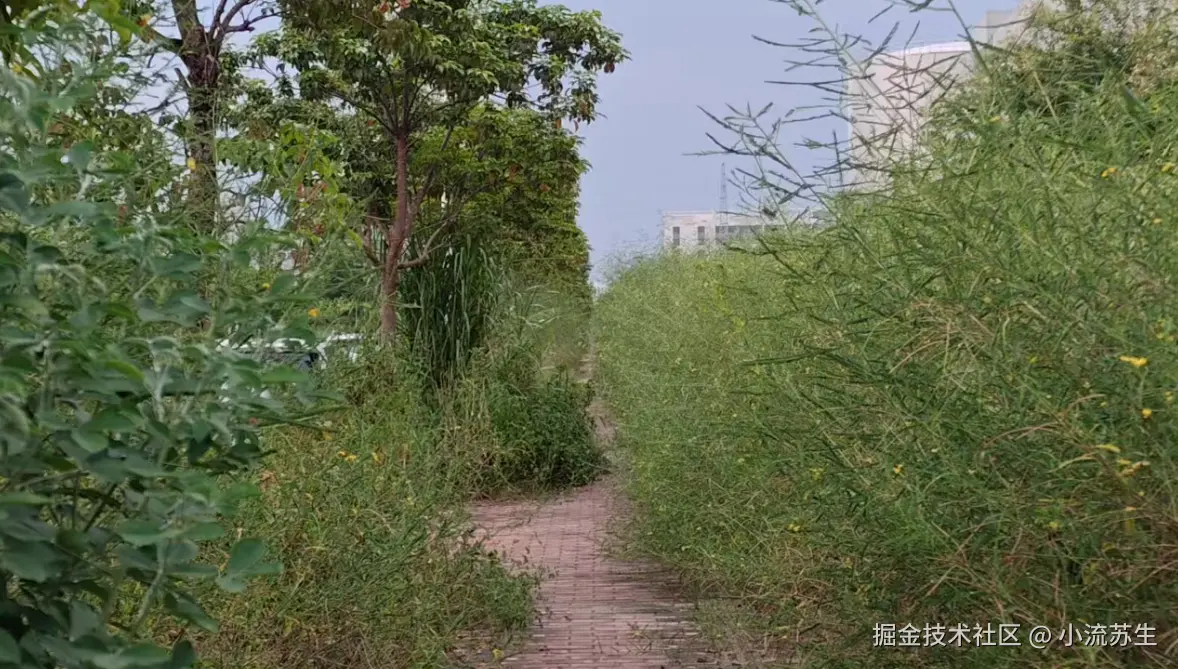 路上杂草.png